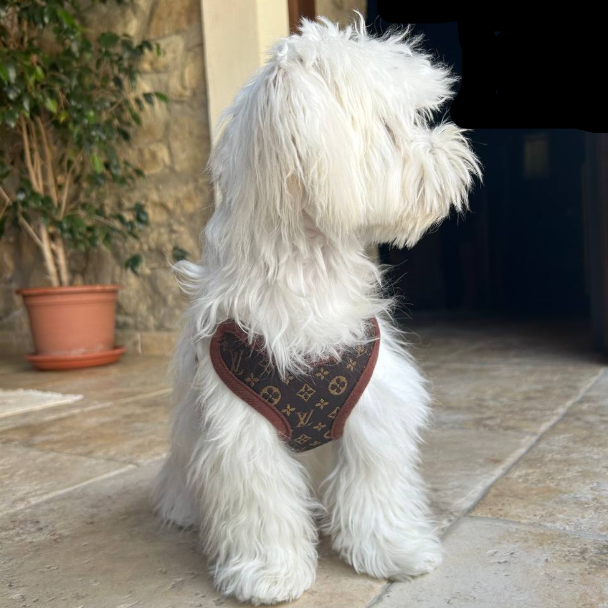 Hundsele och koppelset – PawLuxe