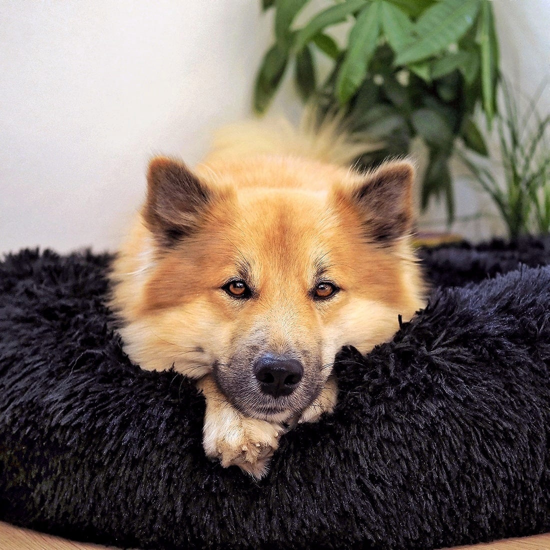 Fluffy Plus Hundbädd – Den Originala