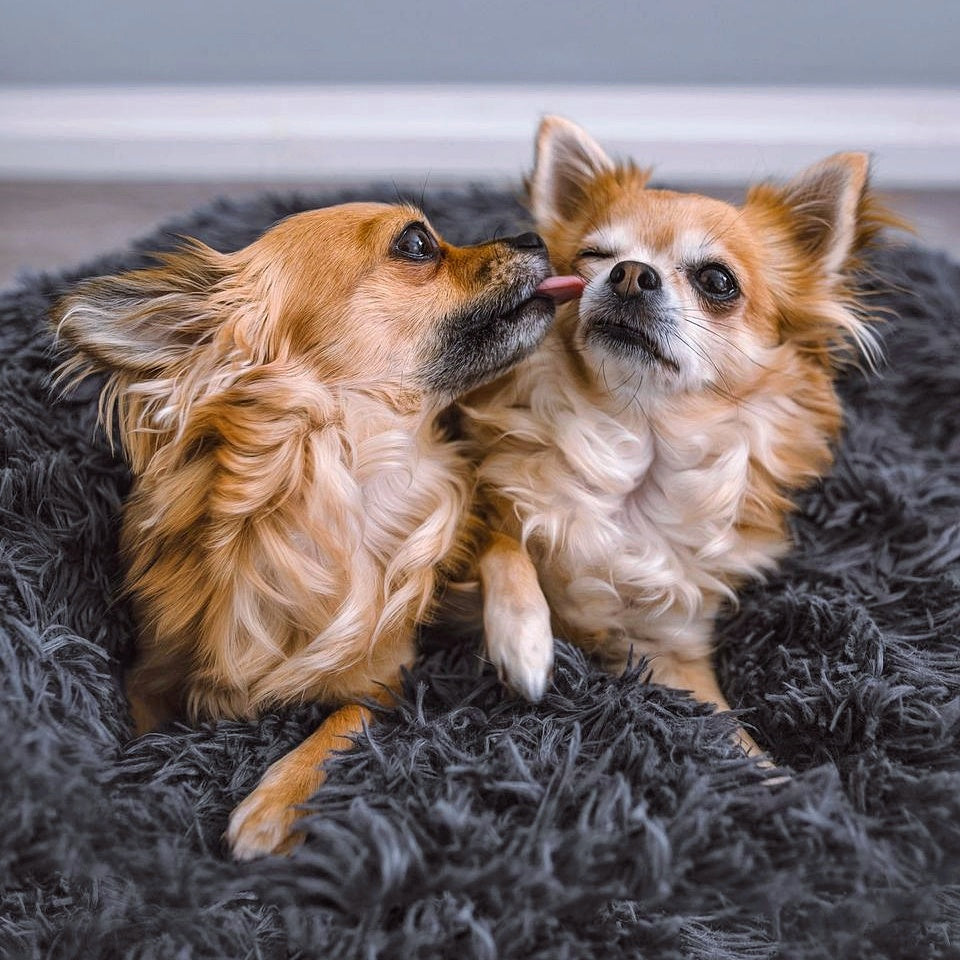 Fluffy Plus Hundbädd – Den Originala