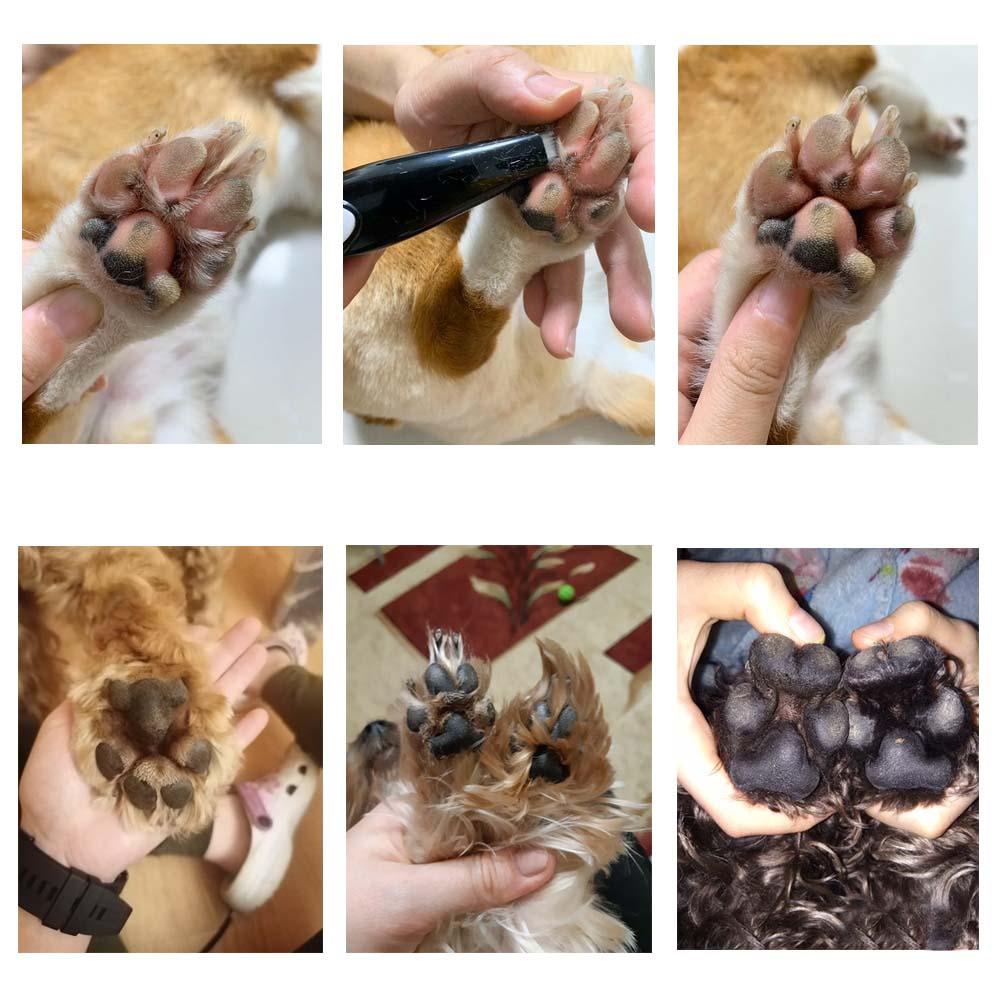 Husdjur Grooming Hårklippare - PawPerfect
