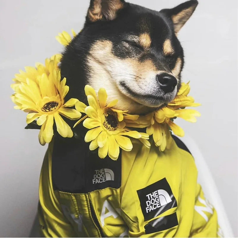 PawDry Stormproof Hundjacka | Lättvikts vindjacka för franska bulldoggar, chihuahuas och mer