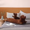 Plush Ergonomisk Dachshundkudde – DaxiRest