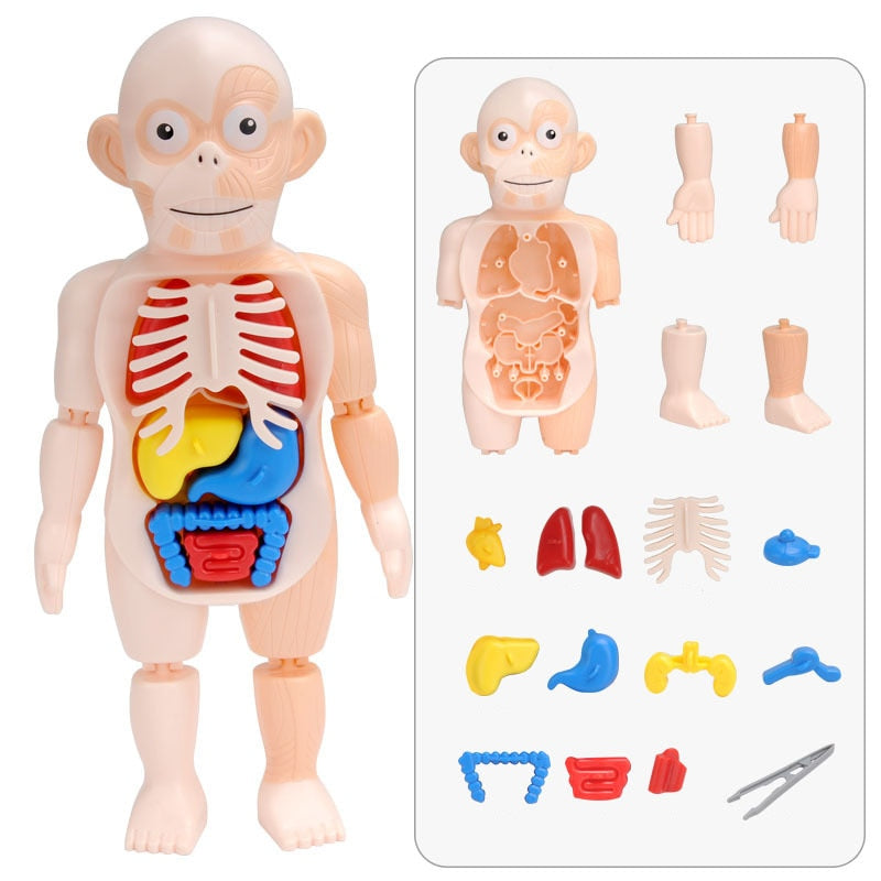 Utbildningsset i anatomi för barn – Dr. Bones