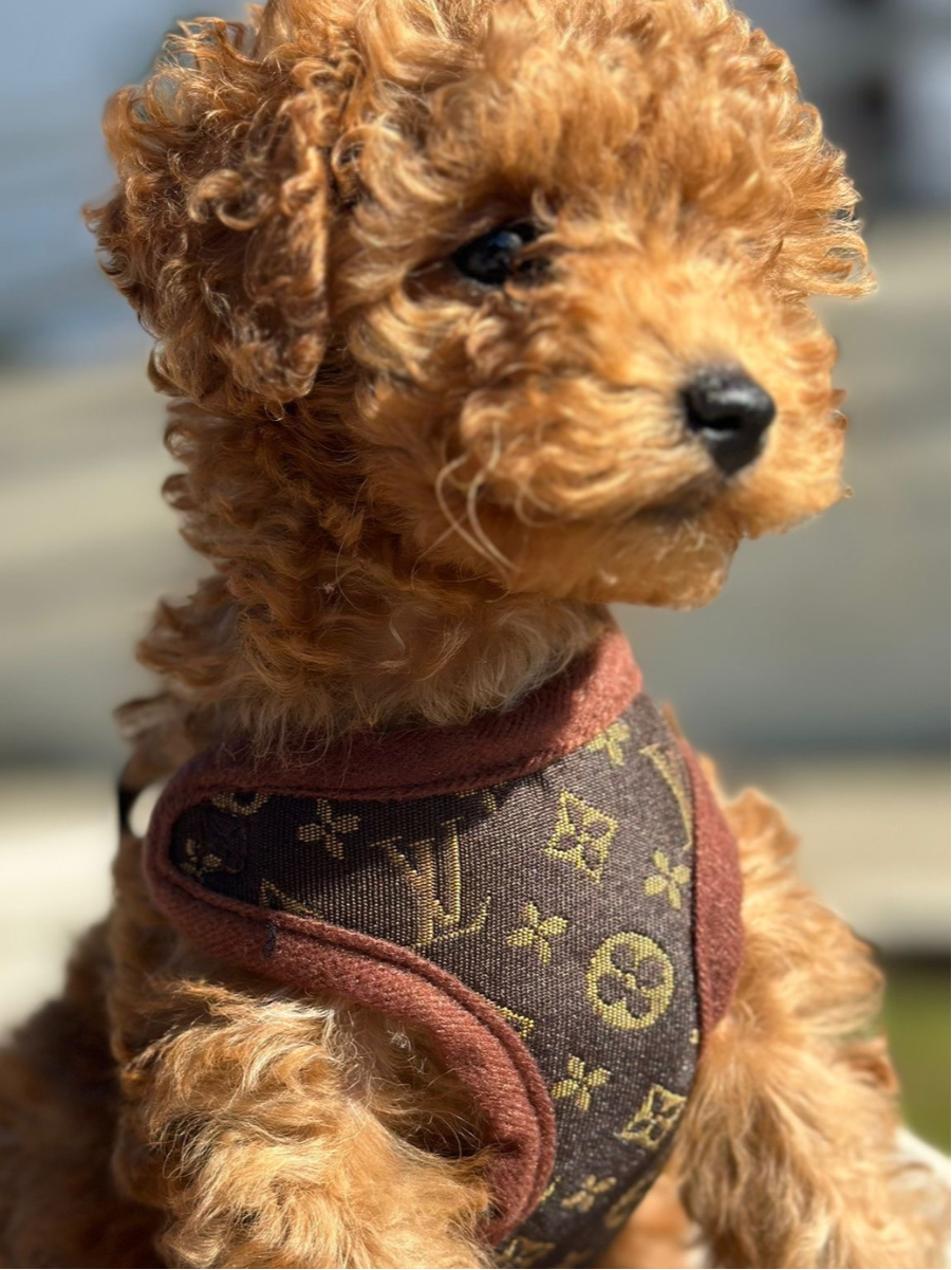 Hundsele och koppelset – PawLuxe