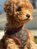 Hundsele och koppelset – PawLuxe