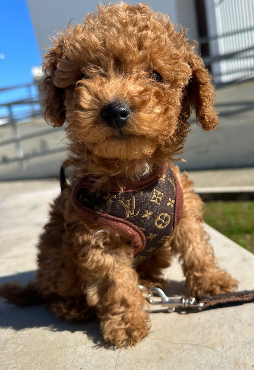 Hundsele och koppelset – PawLuxe