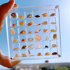 Acrylic Display Case for Collectibles – ClearShell