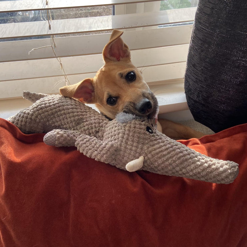 Oemotståndligt Hundtuggleksak - Hållbart och Säkert