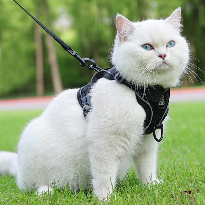 Reflekterande kattsele och koppelset – Idealisk för promenader och träning
