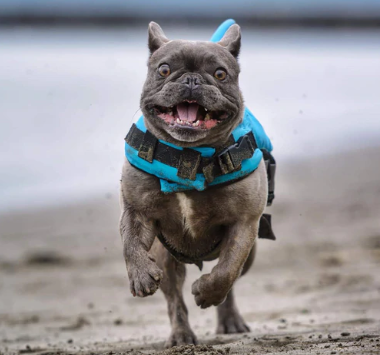 Hund Flytväst - AquaPup