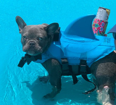 Hund Flytväst - AquaPup