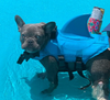 Hund Flytväst - AquaPup
