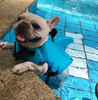 Hund Flytväst - AquaPup