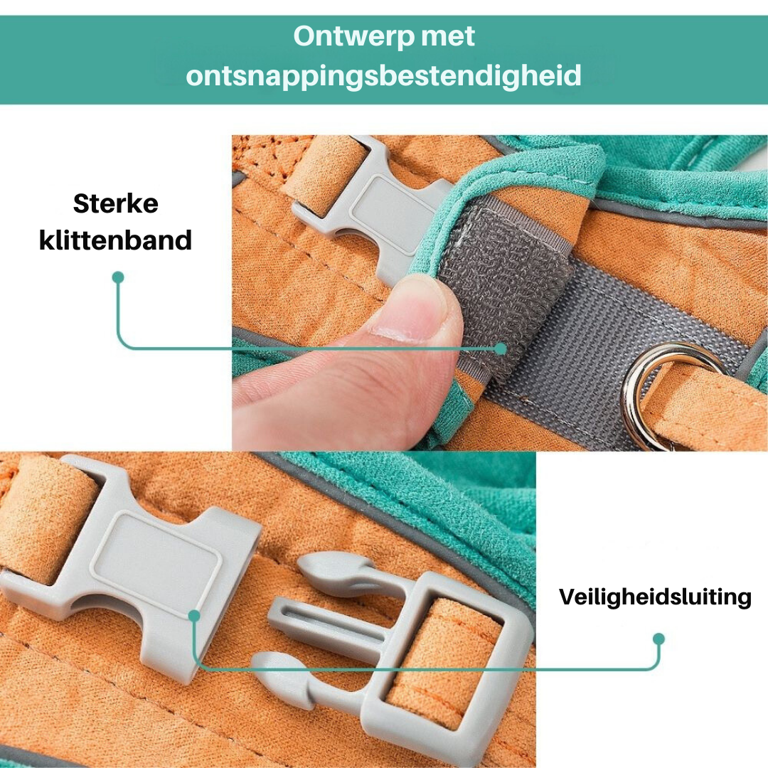 Kattsele – Oscar