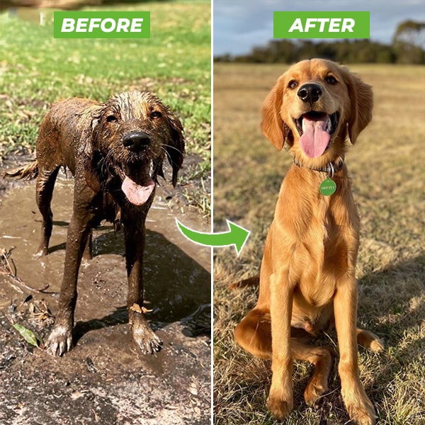 Hundduschspray - WashBuddy