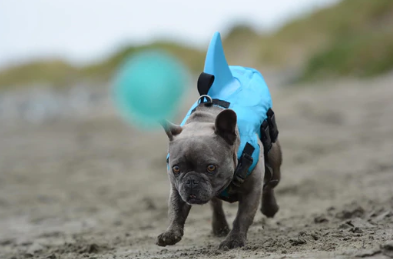 Hund Flytväst - AquaPup
