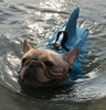 Hund Flytväst - AquaPup