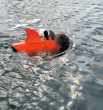 Hund Flytväst - AquaPup