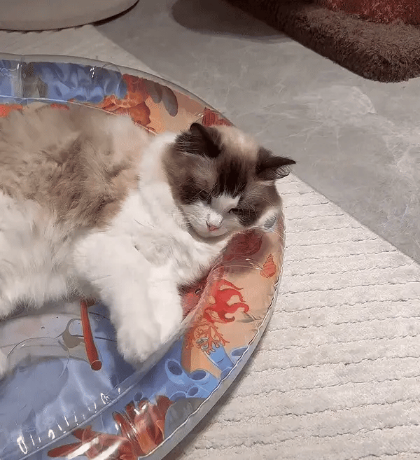 Interaktiv Katt Lekmatta – PurrPulse