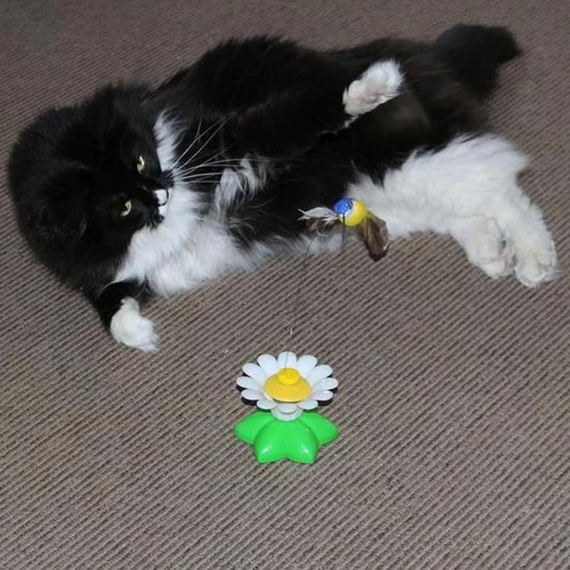Storlekar Interaktiv Kattleksak – Purrfect Play