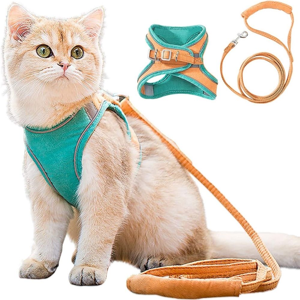 Kattsele – Oscar