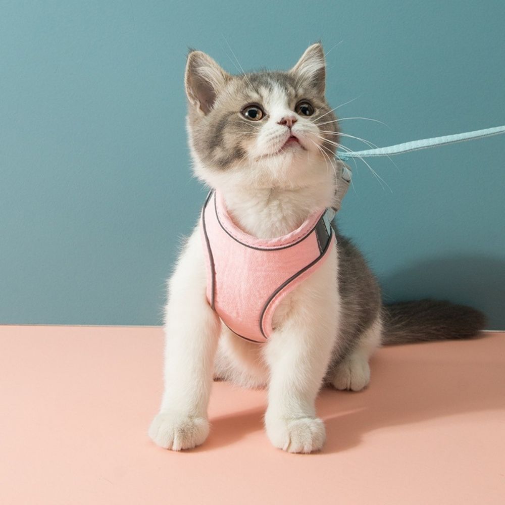 Kattsele – Oscar