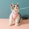 Kattsele – Oscar