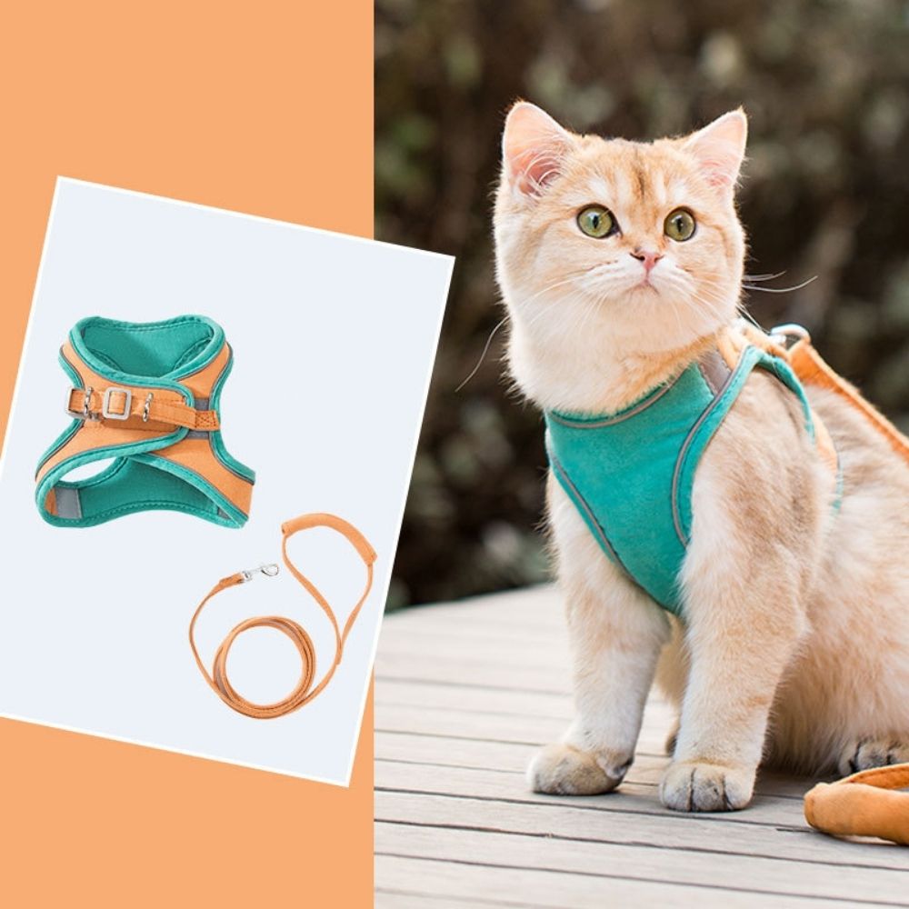Kattsele – Oscar