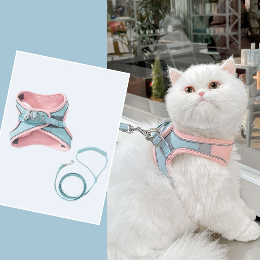 Kattsele – Oscar