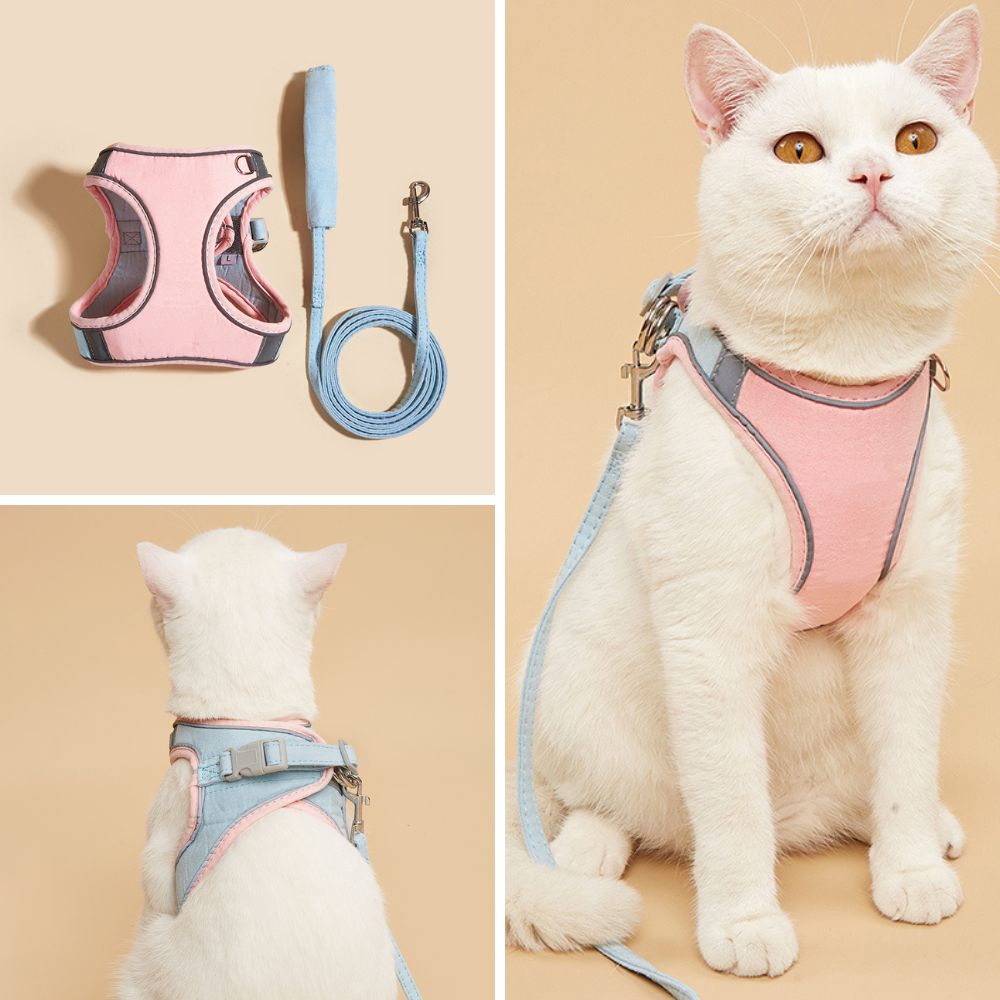 Kattsele – Oscar