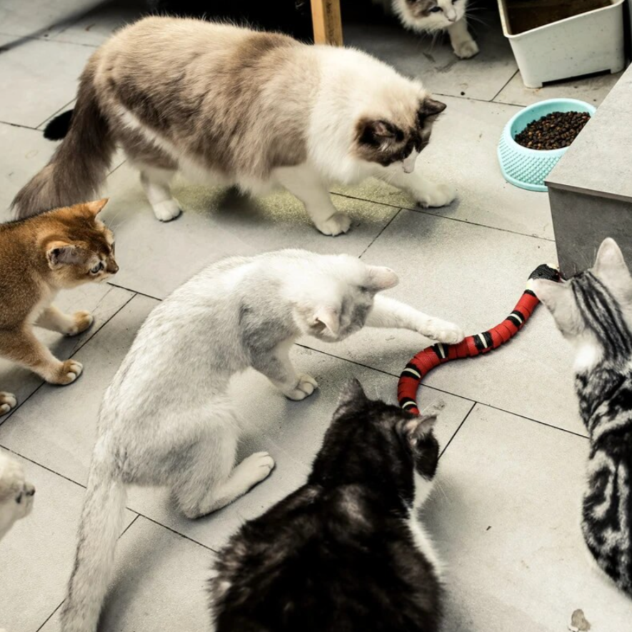 Kattjakt Legetoy - SlitherPlay