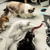 Kattjakt Legetoy - SlitherPlay