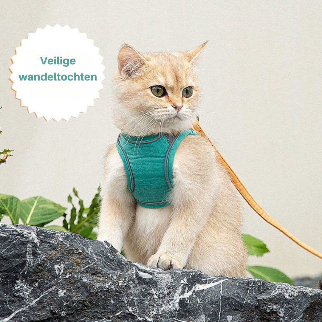 Kattsele – Oscar
