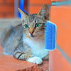 Kattens Hörnborste för Självborstning - PurrGroom