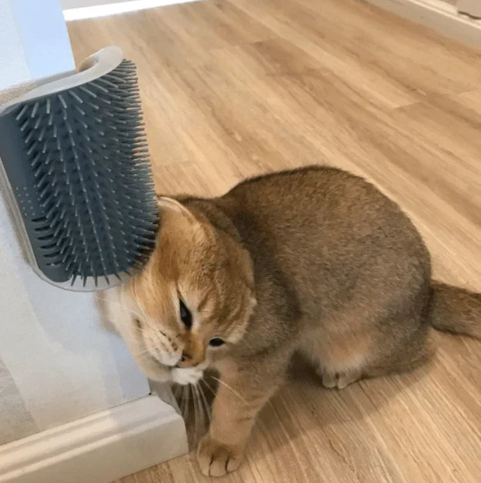 Kattens Hörnborste för Självborstning - PurrGroom