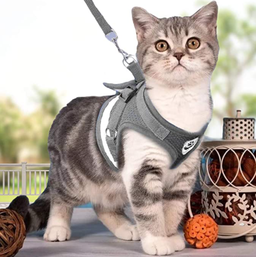 Kattsele med koppel - AdventureKit