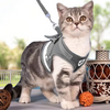 Kattsele med koppel - AdventureKit