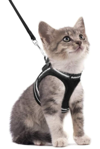 Kattsele med koppel - AdventureKit