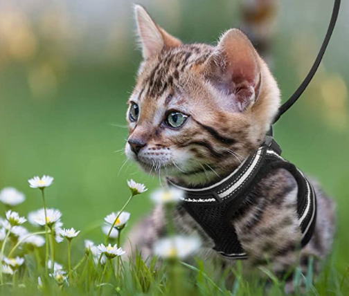 Kattsele med koppel - AdventureKit