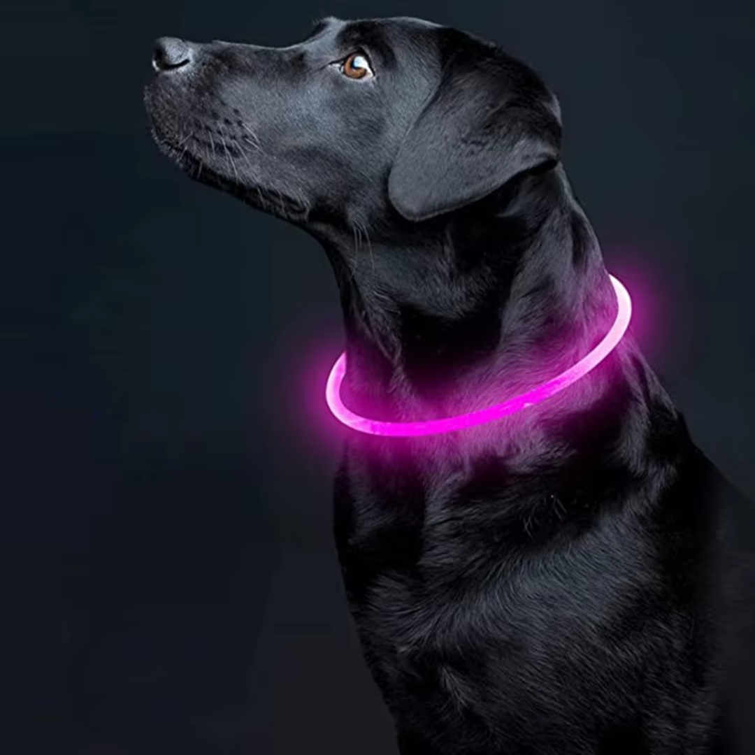 GlowSafe LED Hundhalsband – Uppladdningsbar USB Säkerhetslampa