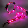 Ljus LED Hundhalsband med Koppel - NightBright